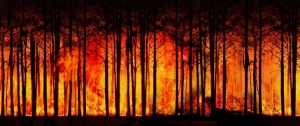 Zdjęcie: ALERT RCB (5/6.06) - zagrożenie pożarowe w lasach